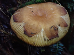 Russula senecis