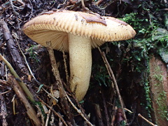 Russula senecis
