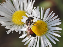Sphecodogastra