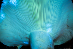Russula brevipes acrior