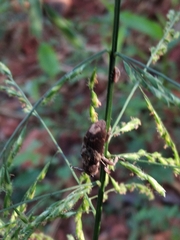 Cerambycoidea