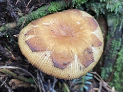 Russula senecis