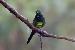 Heliodoxa imperatrix