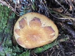 Russula senecis