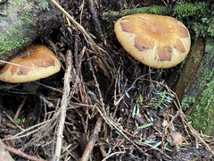 Russula senecis