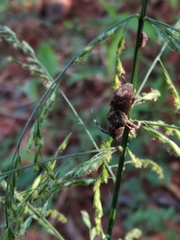 Cerambycoidea