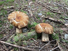 Russula senecis