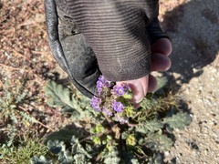 Phacelia crenulata minutiflora