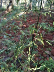 Cerambycoidea