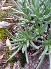 Dudleya edulis