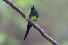 Heliodoxa imperatrix