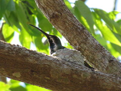 Anthracothorax prevostii