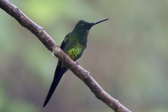 Heliodoxa imperatrix