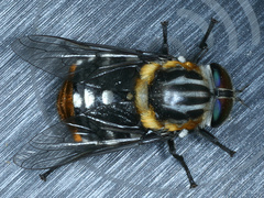 Scaptia auriflua