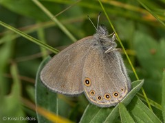Coenonympha haydenii
