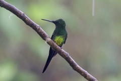 Heliodoxa imperatrix