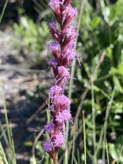 Liatris quadriflora