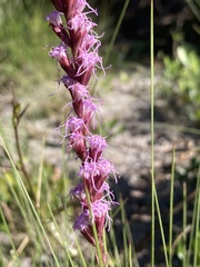 Liatris quadriflora