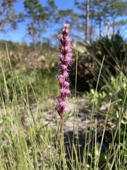 Liatris quadriflora
