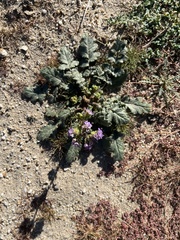 Phacelia crenulata minutiflora