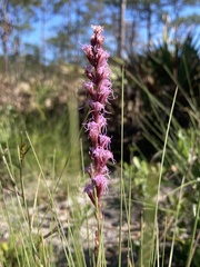 Liatris quadriflora