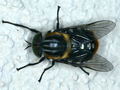 Scaptia auriflua