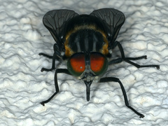 Scaptia auriflua