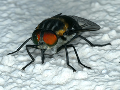 Scaptia auriflua
