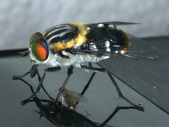 Scaptia auriflua