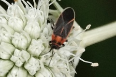 Ochrimnus lineoloides