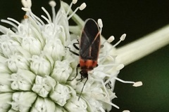 Ochrimnus lineoloides