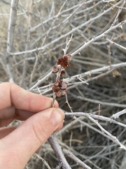 Tanaostigmodes howardii