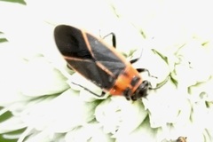 Ochrimnus lineoloides