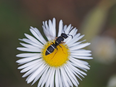Stenodynerus bluethgeni