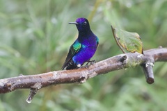 Boissonneaua jardini