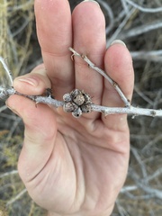 Tanaostigmodes howardii