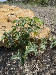 Physalis mollis mollis