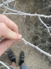 Tanaostigmodes howardii