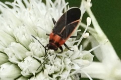 Ochrimnus lineoloides