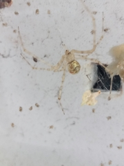 Cryptachaea gigantipes