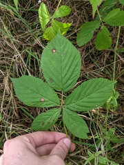 Rubus semisetosus