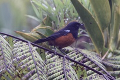 Diglossa gloriosissima