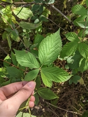 Rubus semisetosus