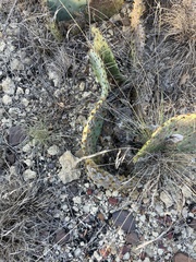 Opuntia gilvescens