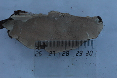 Heterobasidion parviporum