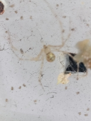 Cryptachaea gigantipes