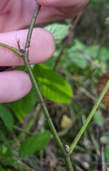 Rubus semisetosus