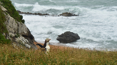 Megadyptes antipodes