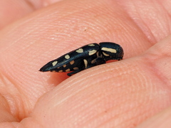 Buprestis octoguttata