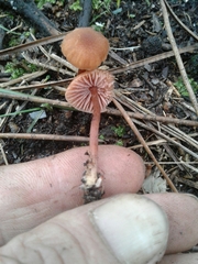 Laccaria lateritia